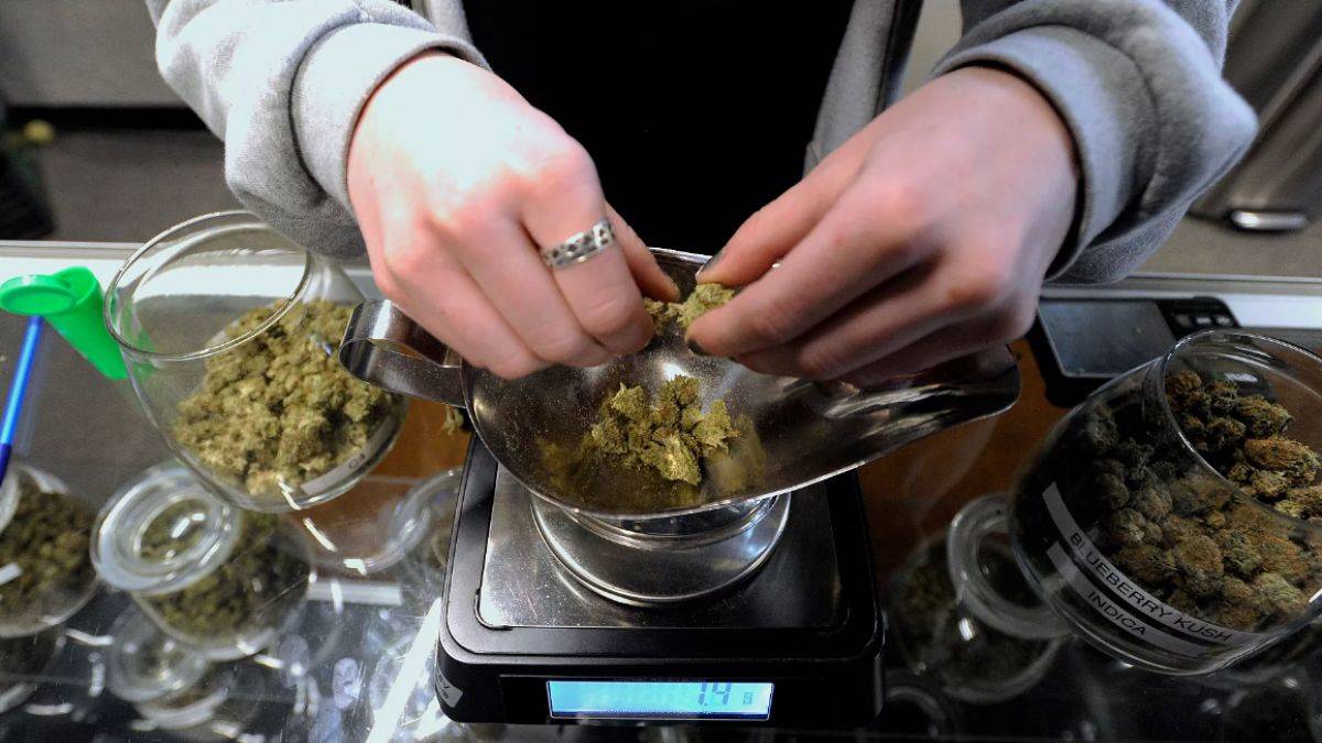 Saati 100 dolar: Kenevir festivali için ‘jüri’ aranıyor