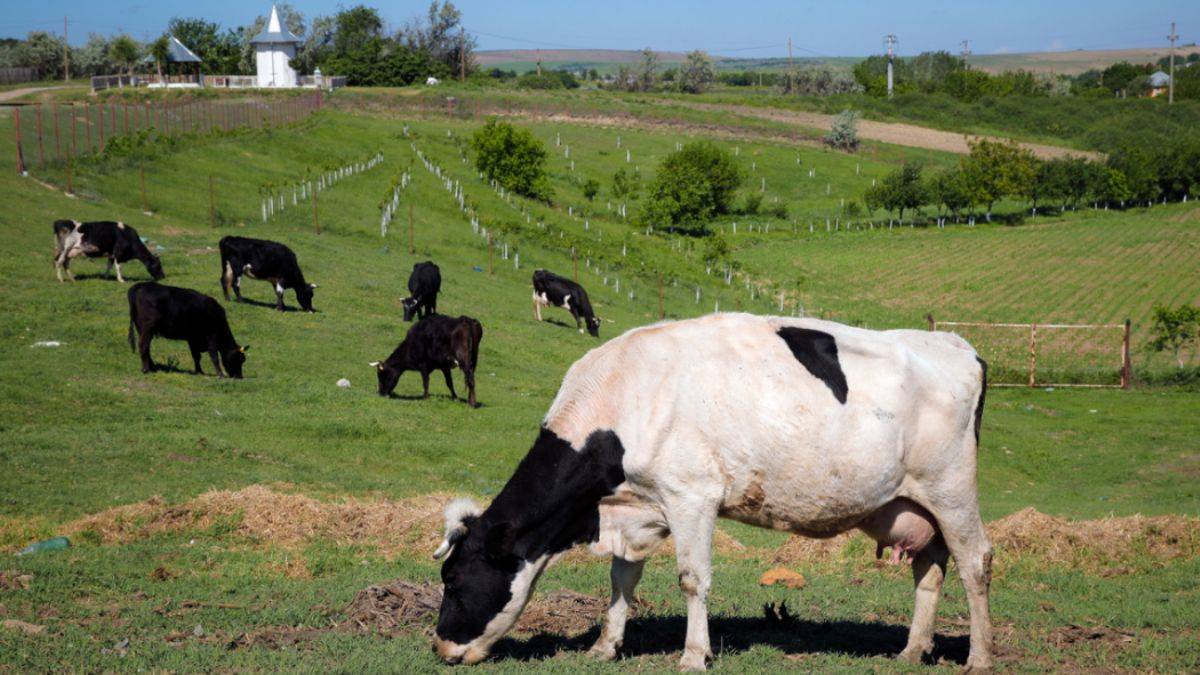 Hayvanların saldığı gazlar için vergi alacaklar