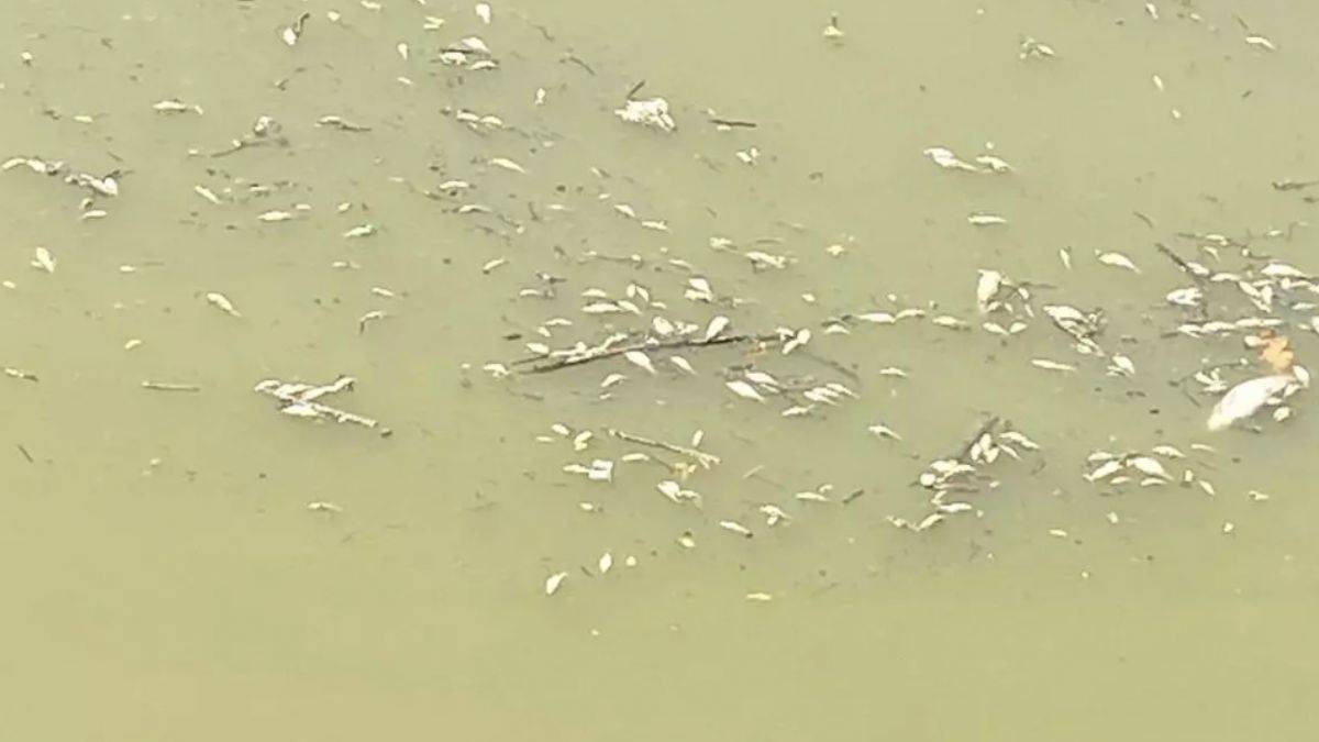 Toplu balık ölümleri