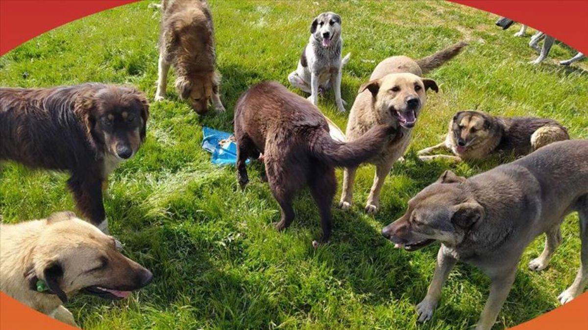 MASAK başıboş köpek raporu: Paralar mama lobisine akıyor