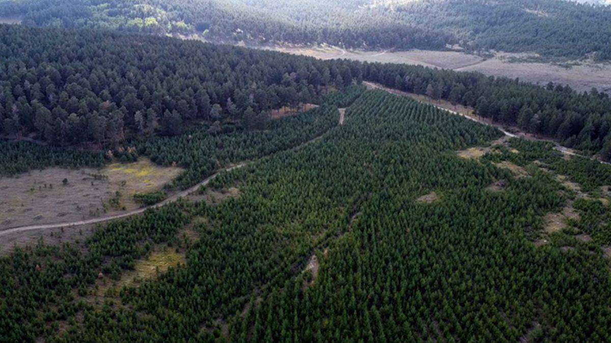 'Kurtlar koridoru': 13 yıldır takip edilen gezginler