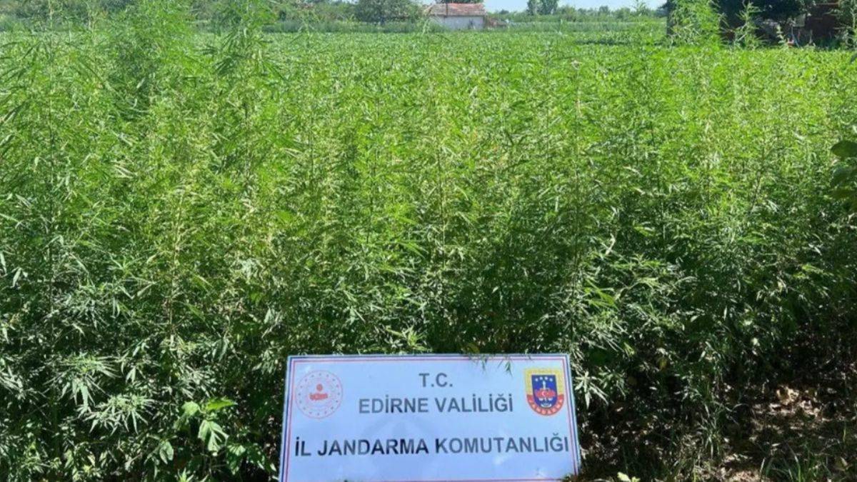 Ele geçirilen 6 bin kök Hint keneviri imha edildi