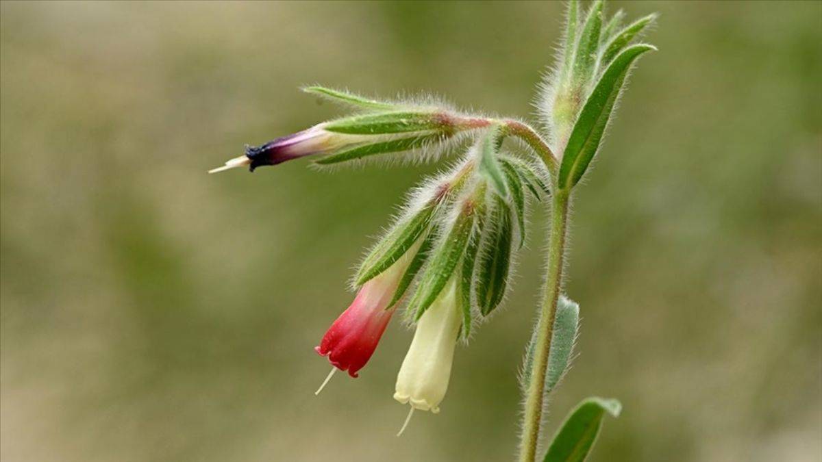 Sosyal medyada gördü, izini sürüp adını koydu