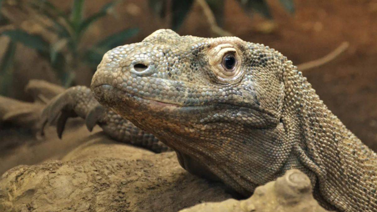 Dişleri demirle kaplı çıktı!