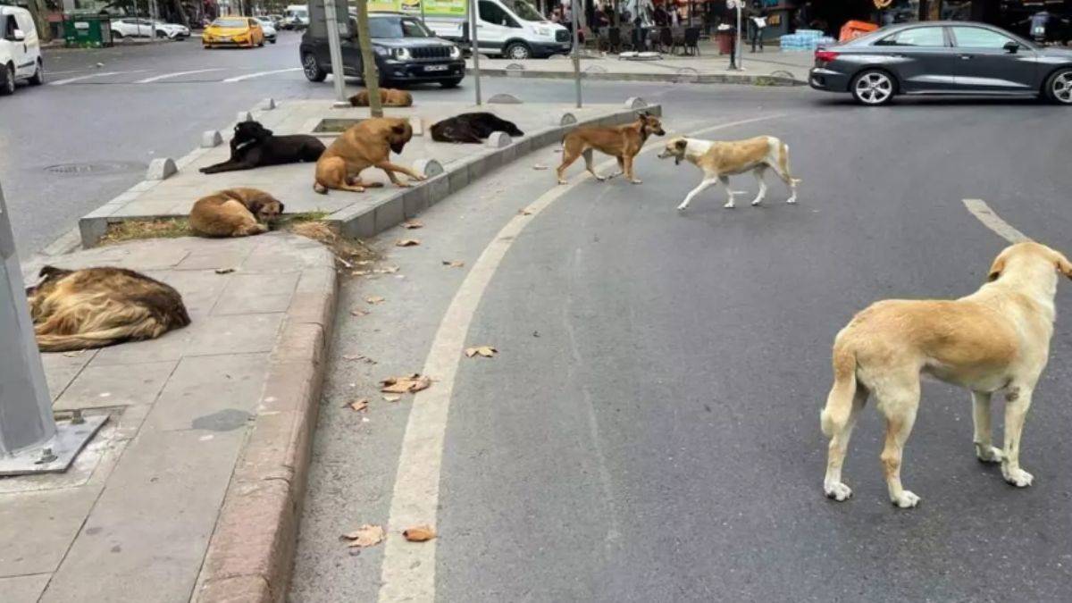 Sahipsiz hayvanlara yönelik düzenleme TBMM'de kabul edilerek yasalaştı