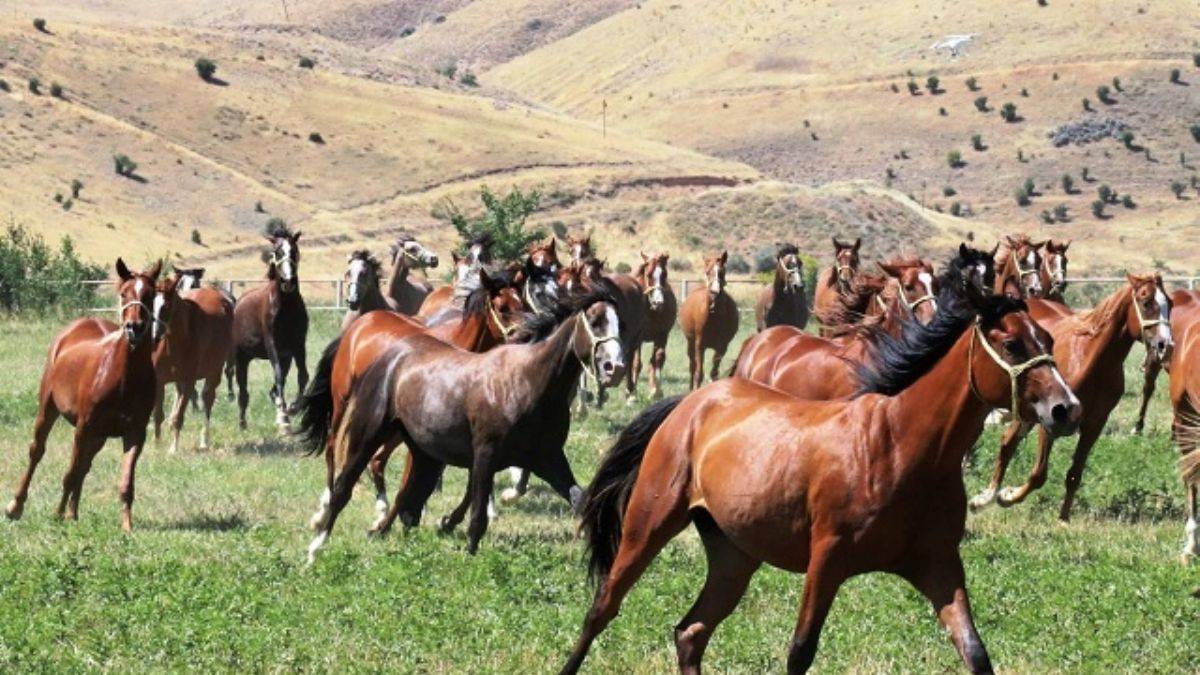 Arap taylarının satışından 20 milyon lira gelir elde edildi