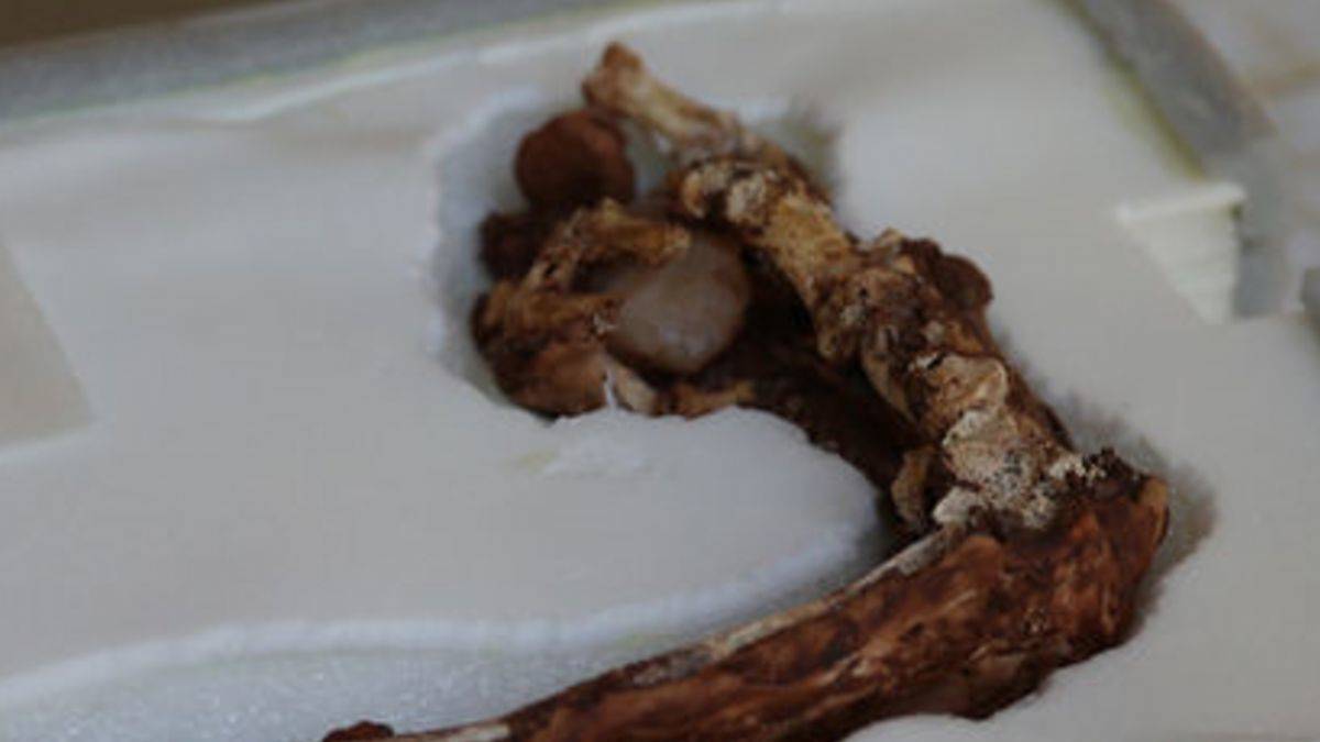 Pers-Lidya savaşı: Kol iskeleti, avucunda taşla bulundu