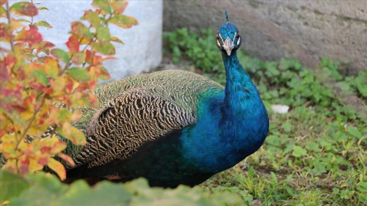 Tavus kuşunu yiyen YouTuber gözaltına alındı