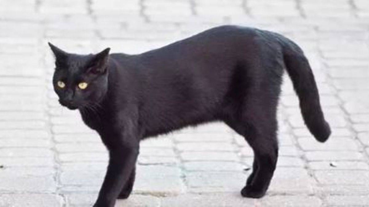 Kara kedi görmek neden uğursuzluk getirir?