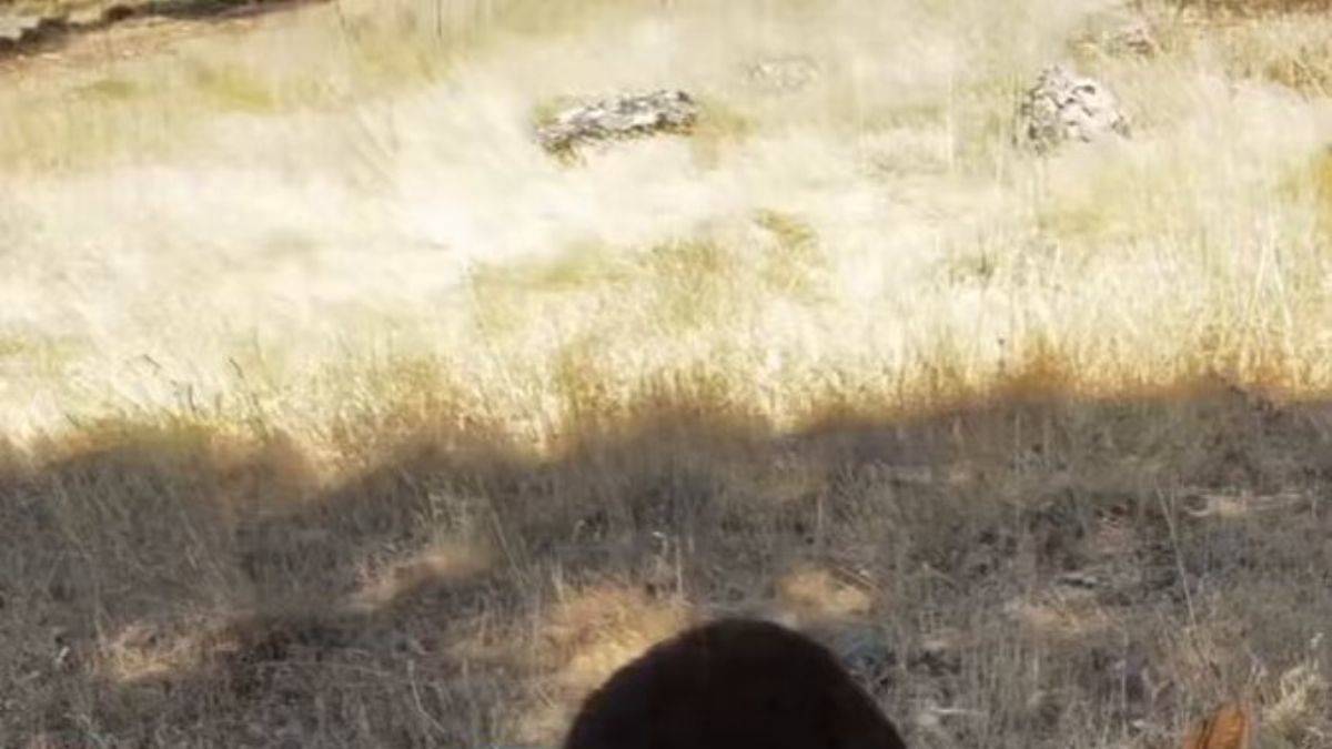 Kurumuş ağaç kütüğünün içinden çıkana inanamayacaksınız