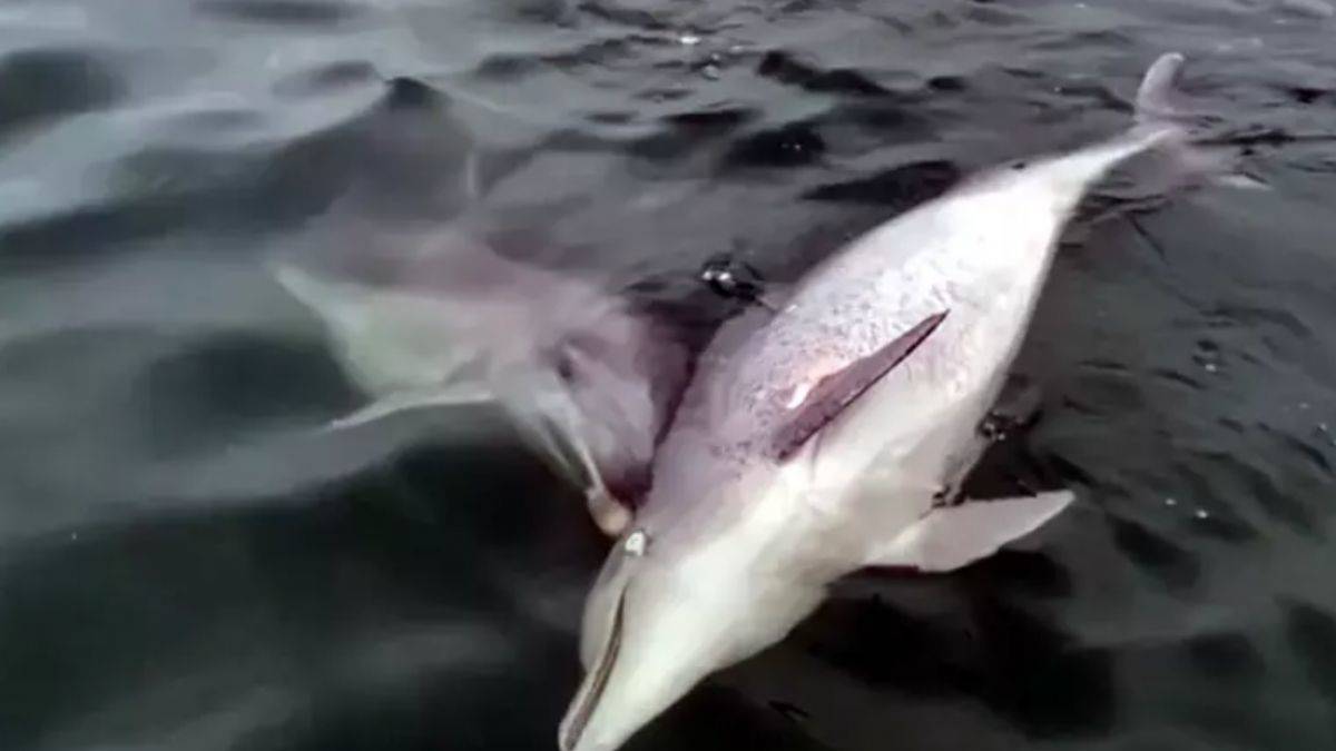 İstanbul sularında ölen yunusu 6 günde karaya sürükleyen yunus tarihe geçti