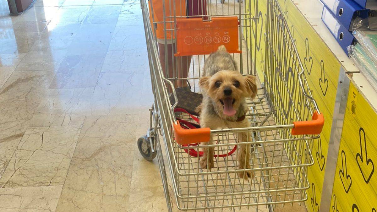 Sepette köpeğiyle market alışverişini savununca tepki çekti