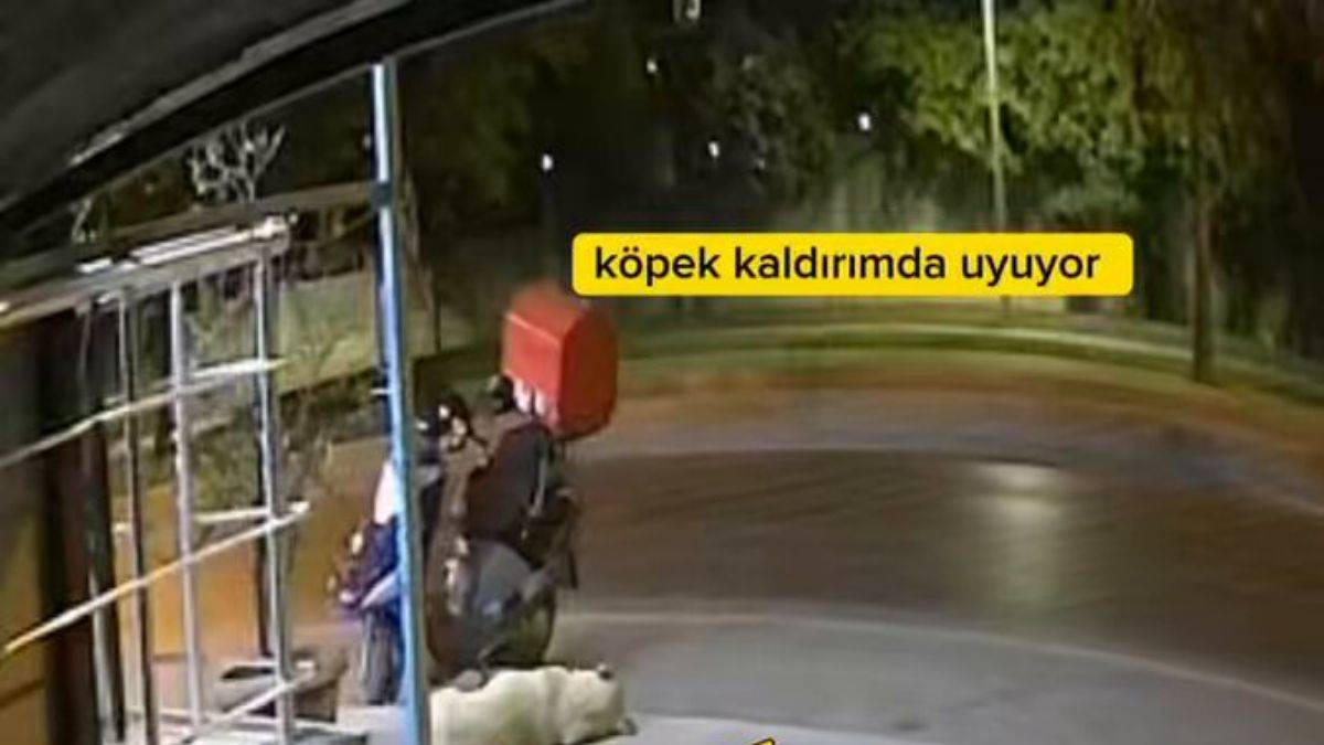 Araba park halindeki motora çarptı, uyuyan köpeğin sonu oldu!