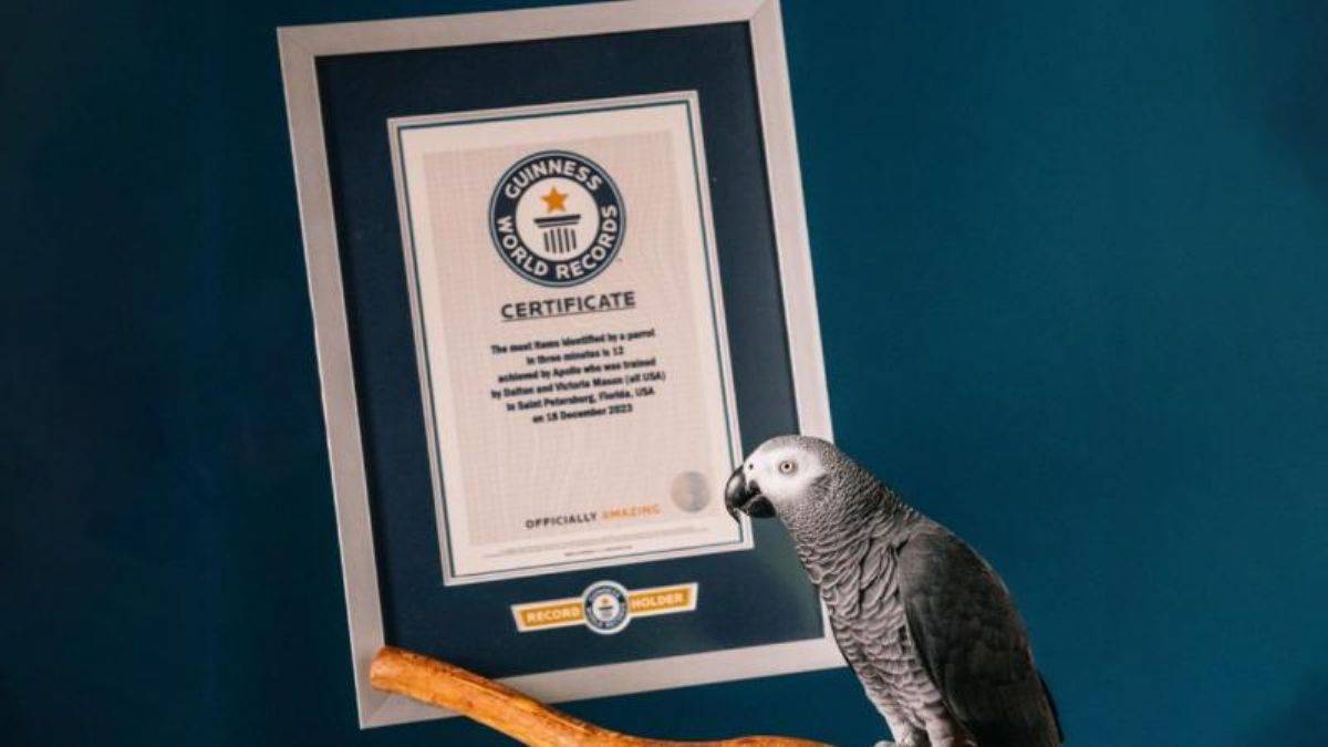 'TikTok'çu' papağanla 'kuş beyinli'nin anlamı değişti