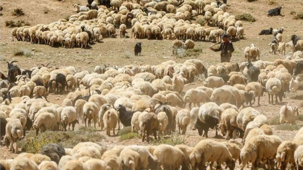 300 bin yetiştiricinin küçükbaş hayvancılık desteklerinden yararlanması bekleniyor