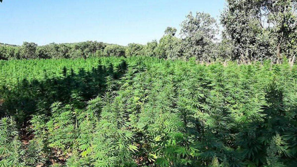 Kral fermanı: Kenevir eken binlerce kişi affedildi