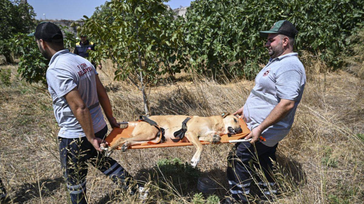 Fatih Belediyesi sahipsiz köpekleri topluyor