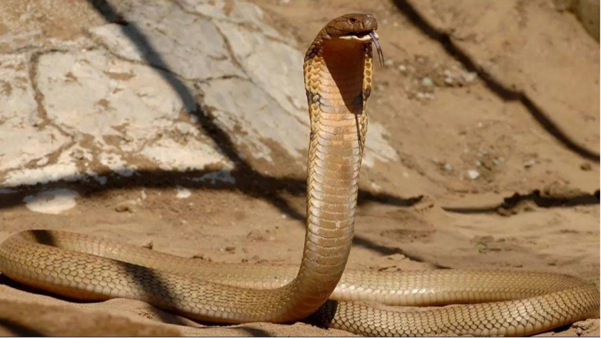 Bebeğin oyuncak sanarak ısırdığı yılan öldü