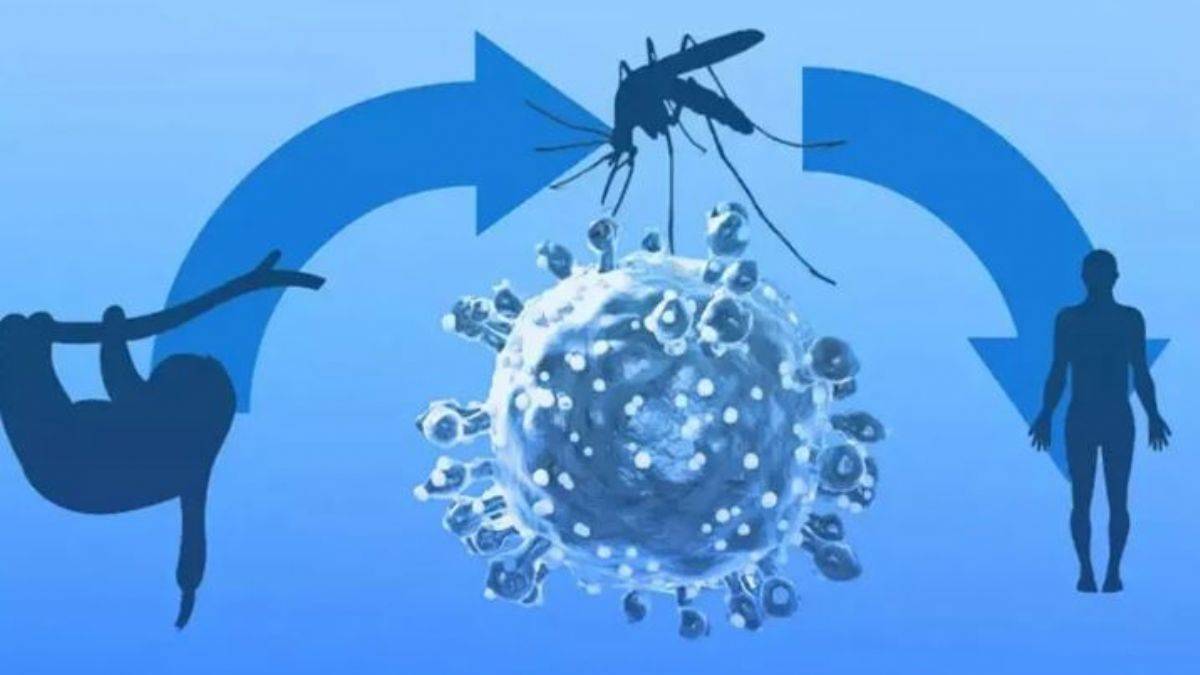 Oropouche Virüsü Nedir? Belirtileri ve Tedavi Yöntemleri