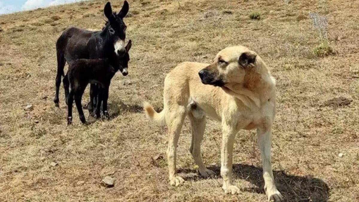 'O gerçek bir Kral'