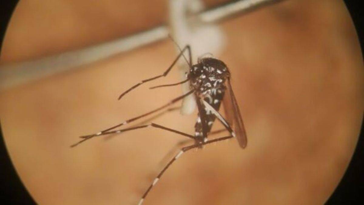Batı Nil Virüsü Türkiye'de Var Mı? Batı Nil Virüsü Hakkında Bilmeniz Gerekenler
