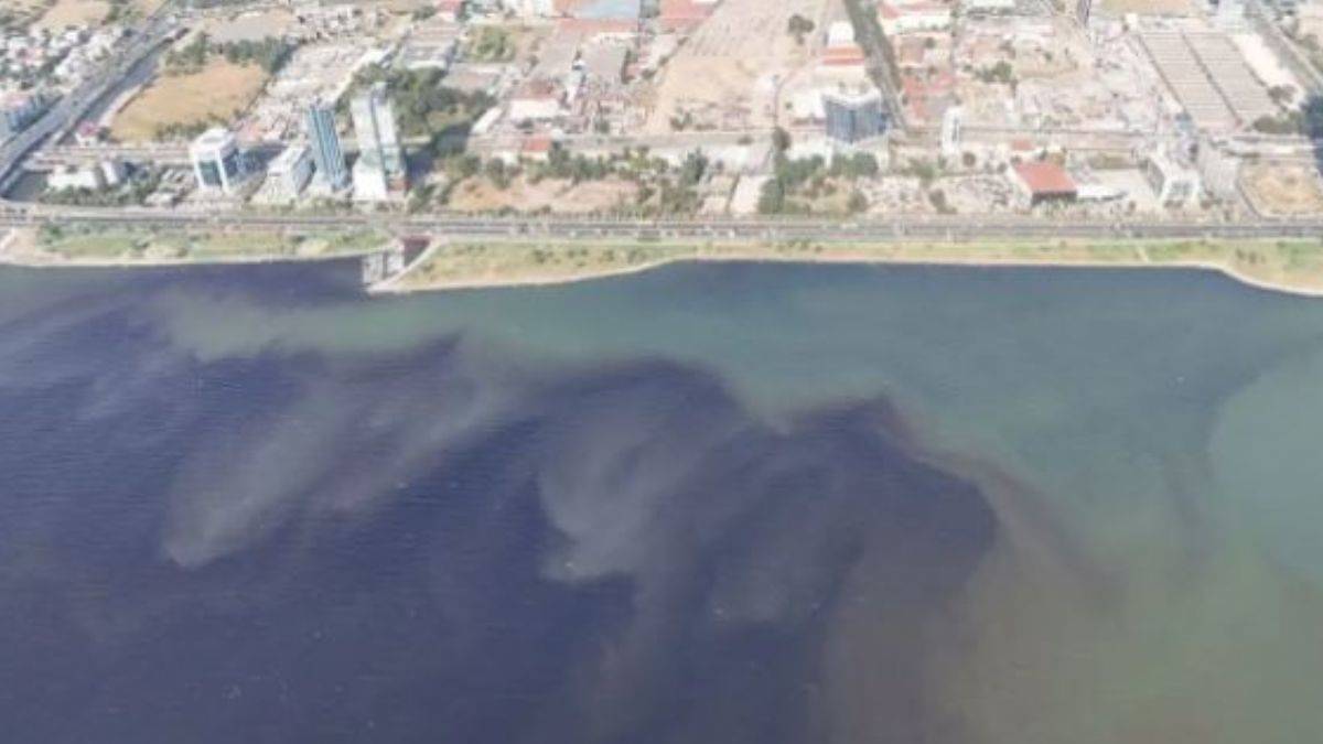 Bakan açıkladı İzmir'deki balıklar neden ölüyor?