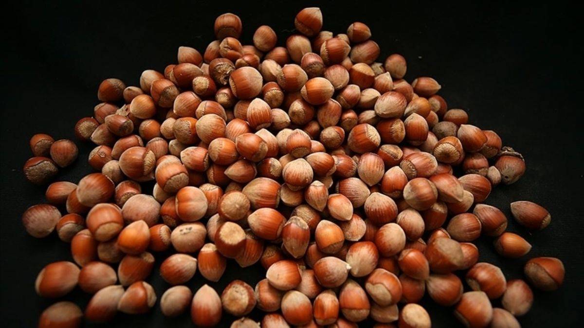 26 ağustos 2024 güncel fındık fiyatları açıklandı