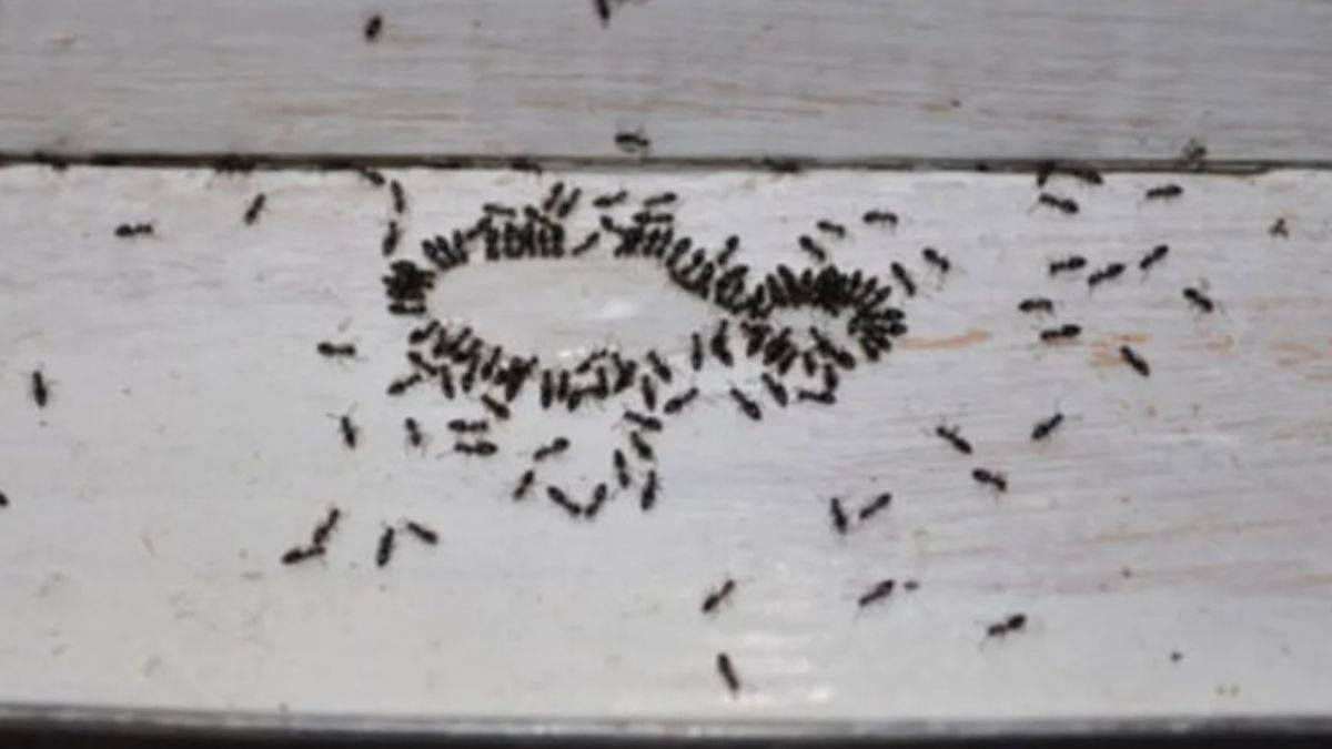 Evdeki karıncalardan doğal yöntemlerle kurtulun