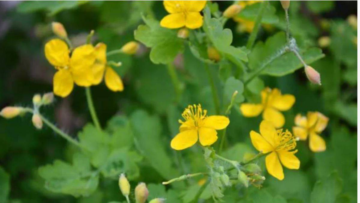 Bu Bitki ile Göz Sağlığınızı Koruyun: Bir Damlası Bile Yeterli