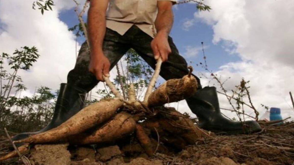 Manyok: Ekmek Yerine Tüketilen Mucize Sebze