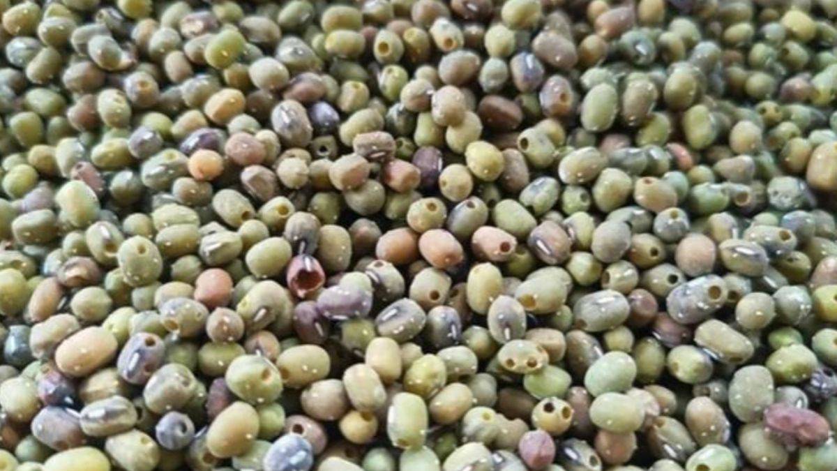 Hambeles meyvesi: Doğal şifa kaynağı