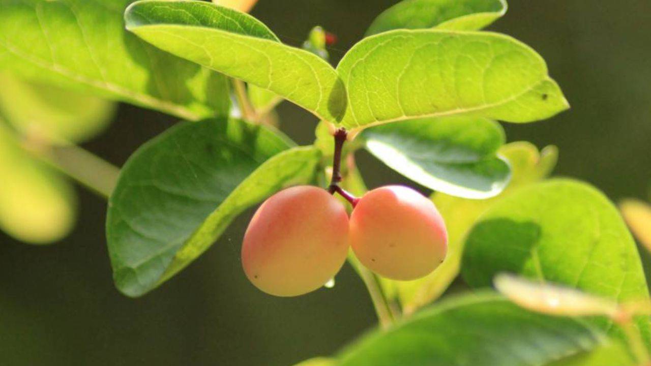 Kayısı, yerken bilmeniz gerekenler.