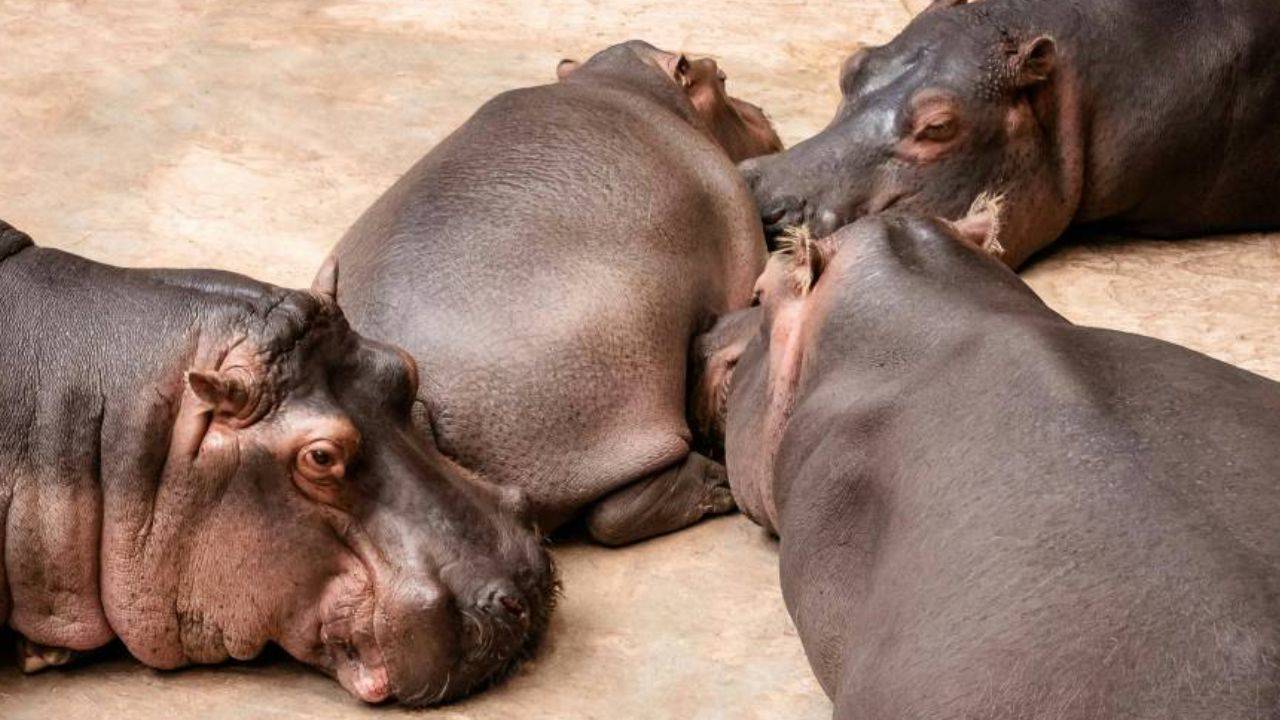 Su aygırları hakkında bilmediğiniz 25 şaşırtıcı gerçek