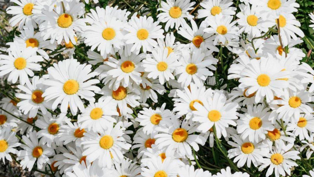 Papatyalar hakkında  ilginç gerçekler