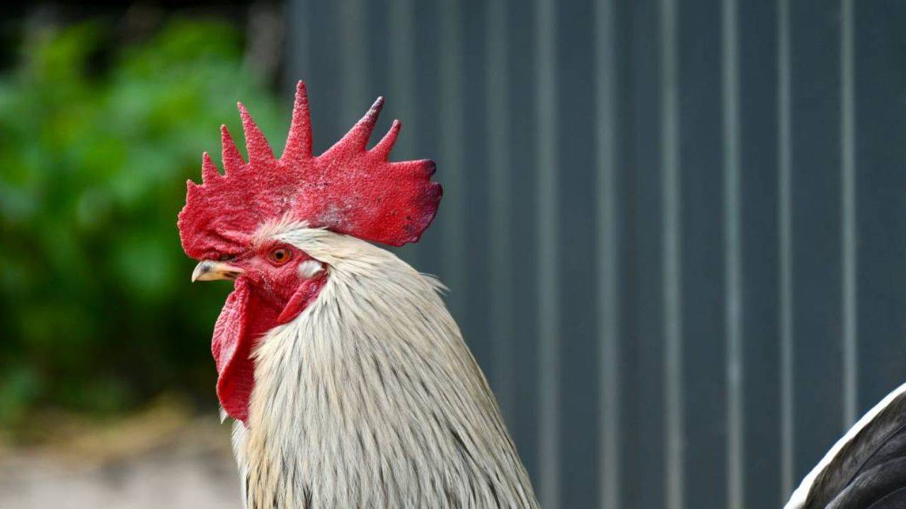 Horozların Genetik Çeşitliliği: Türden Türe Değişen Özellikler