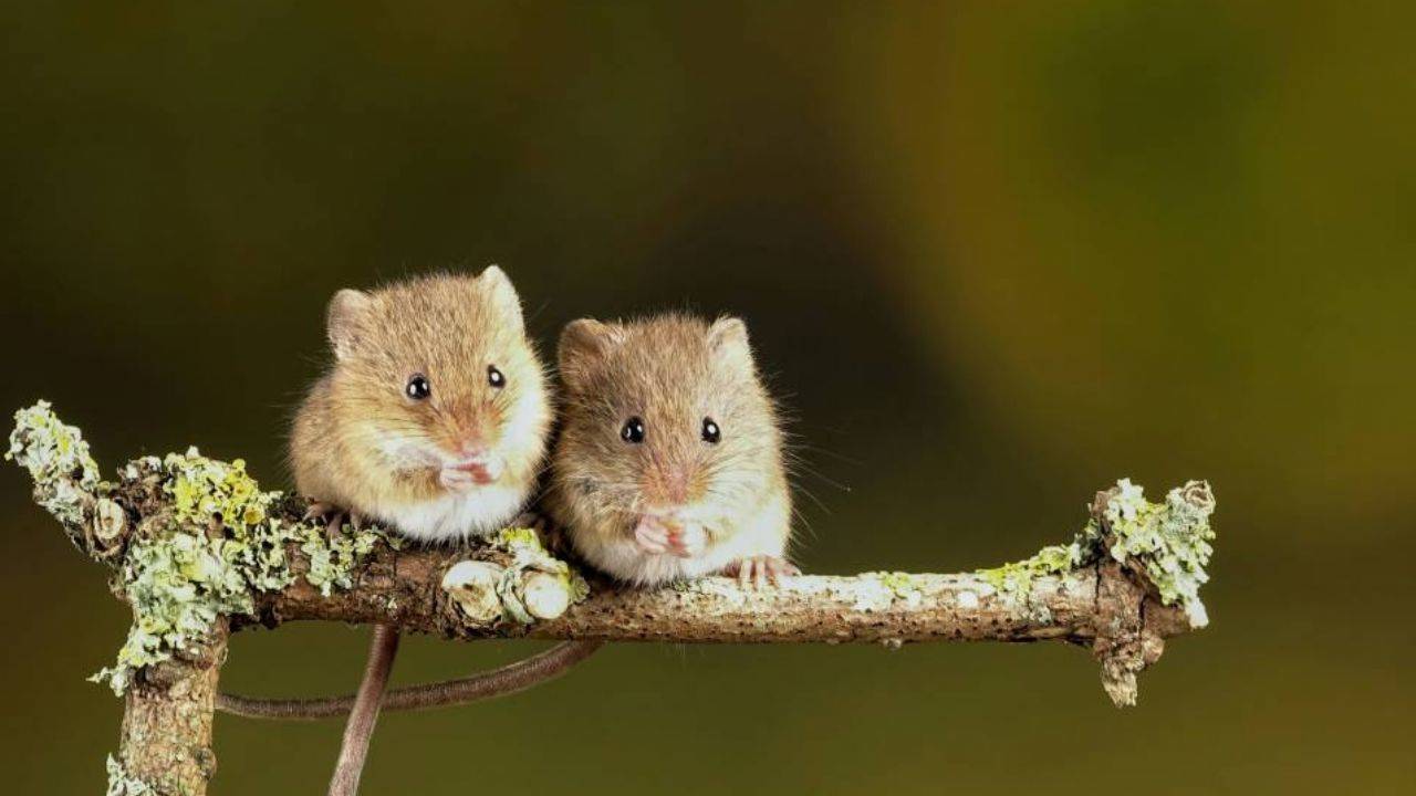 Fareler hakkında bilinmeyenler