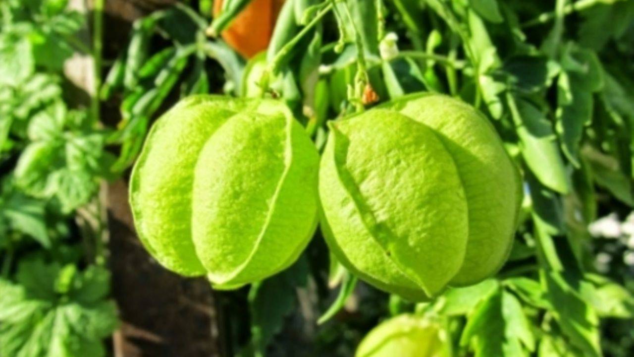 Bayramiç Beyazı nedir, nerede yetişir?