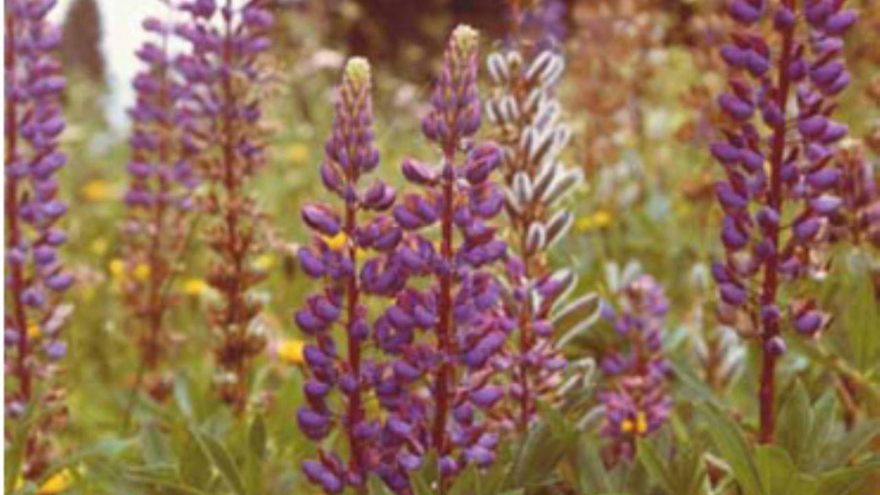 Acı Baklanın Bilinmeyen Faydaları: