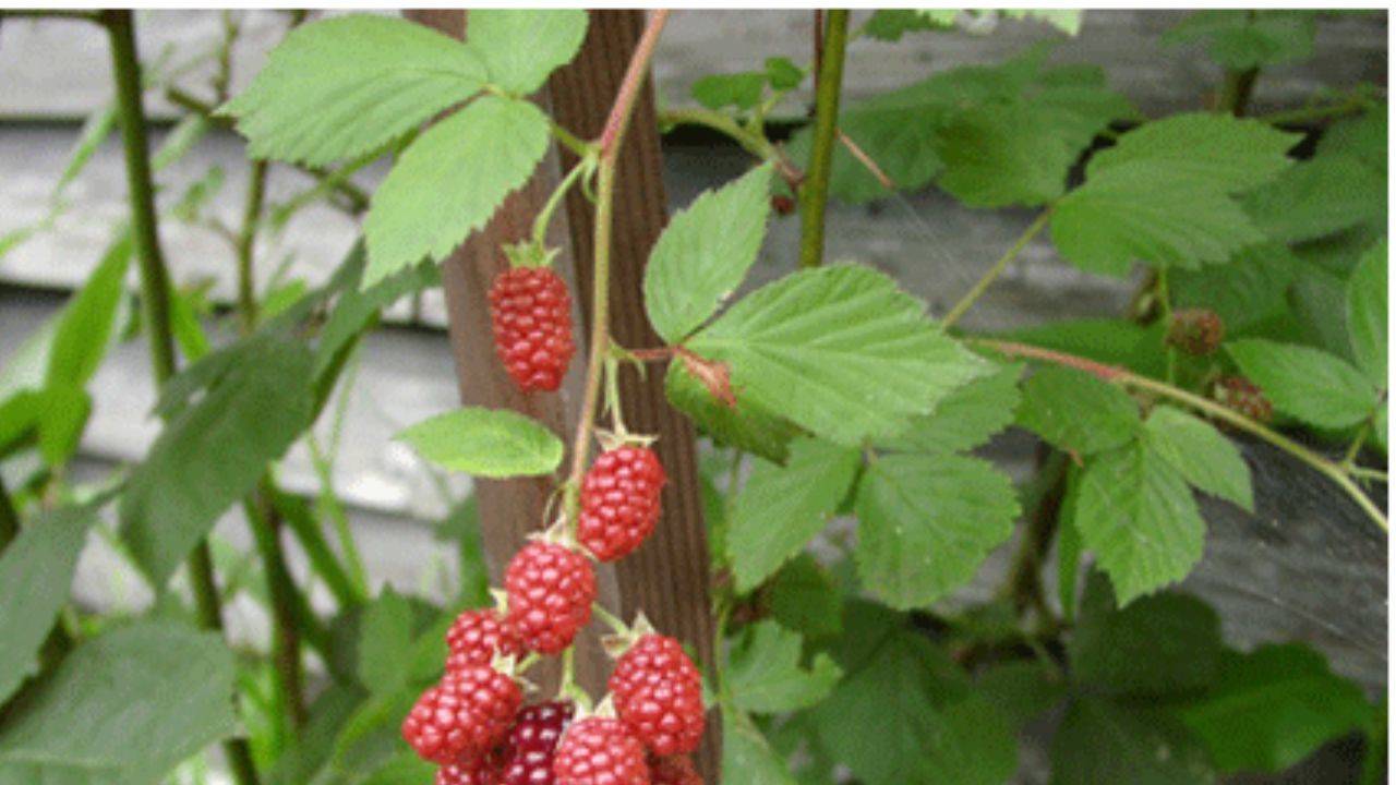 Ahududunun Şaşırtıcı Faydaları: Sağlığınız İçin Doğal Bir Şifa Kaynağı