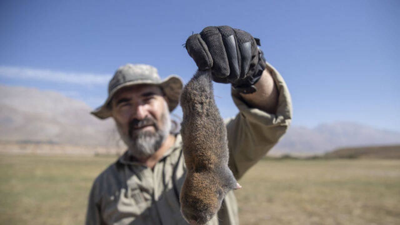 Kanser olmayan tür: Ovacık'ın kör fareleri