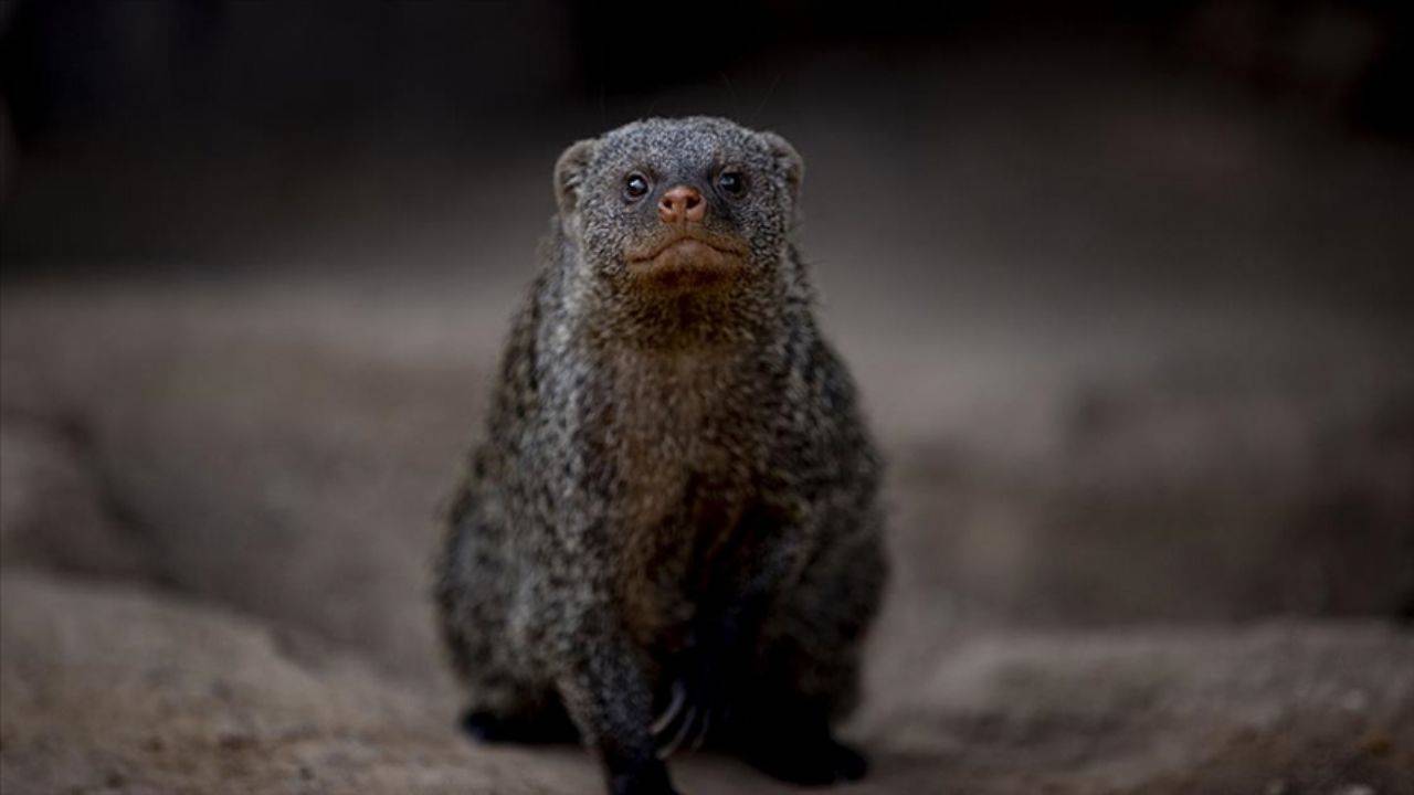 'Firavun faresi', zehirli yılan temizliğinden sonra yok edildi