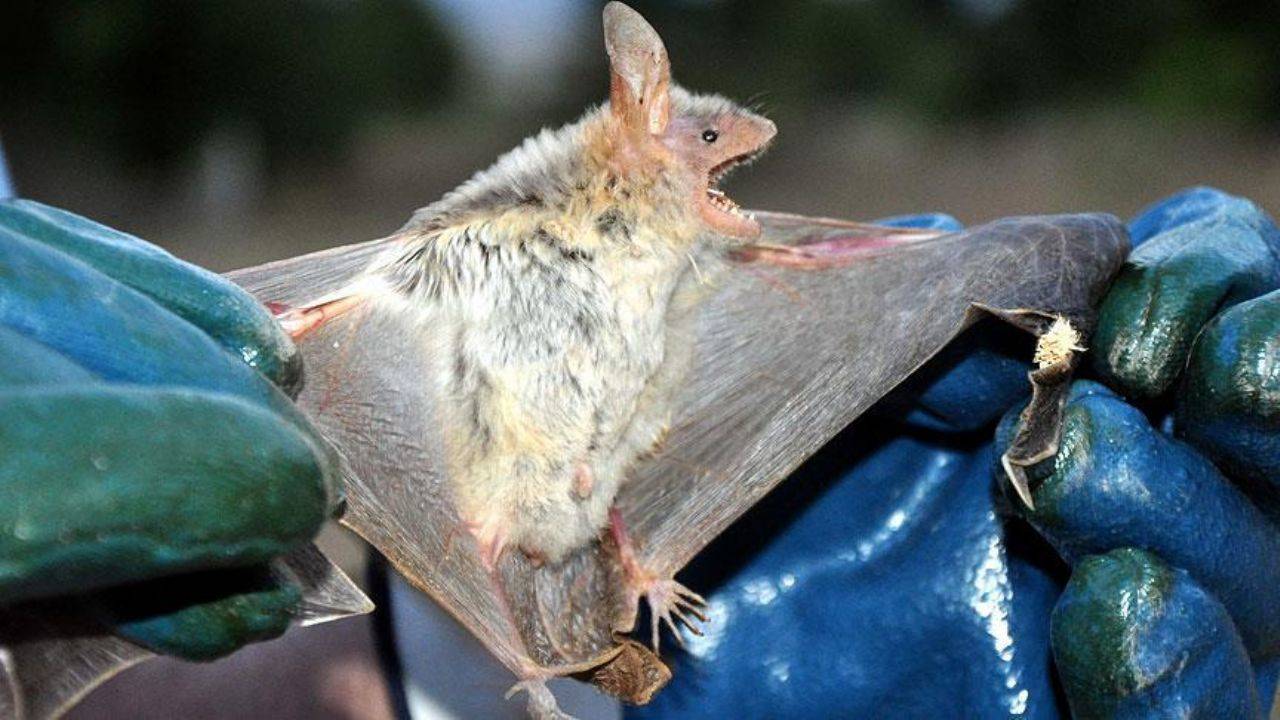 Yarasaların azalması, bebek ölümlerini artırıyor