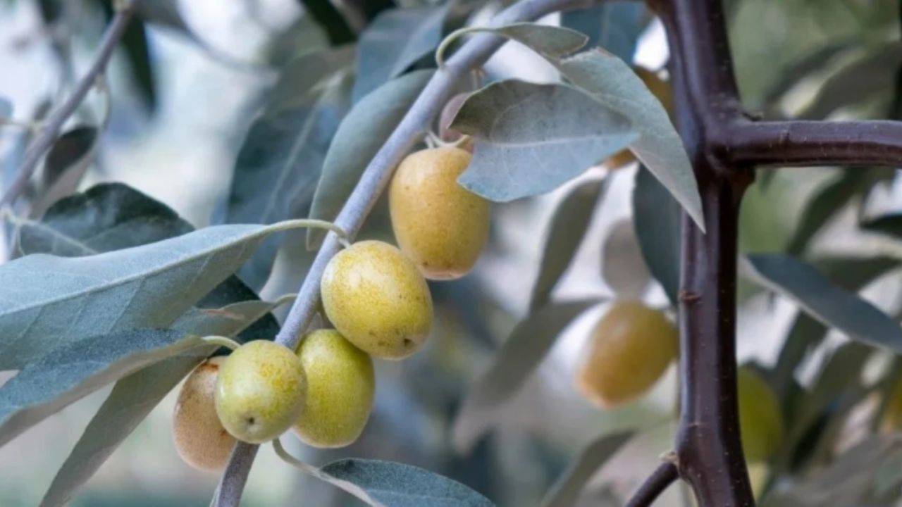 Kapıya iğde dalı asmanın sırrı ne? Nazardan korunmanın eski yöntemi!