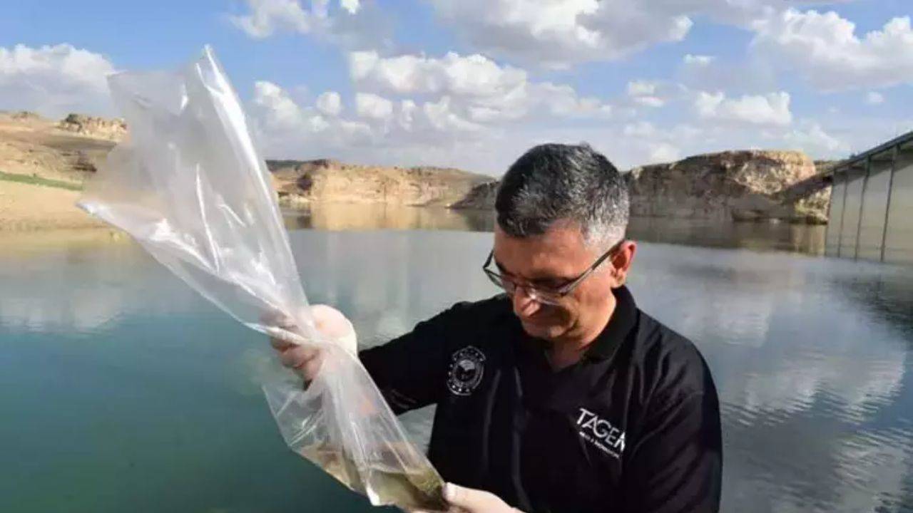 Batman'daki toplu balık ölümleri araştırılıyor
