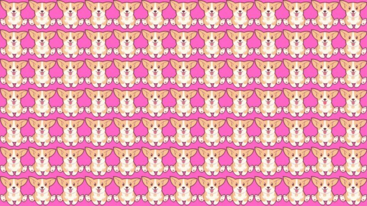 Dünyanın en zor testi: farklı köpeği 5 saniyede görebilecek misiniz?