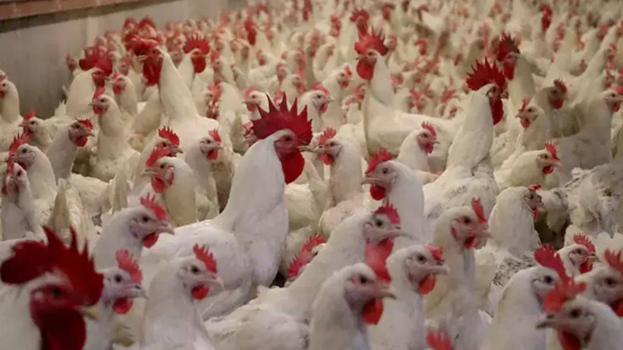 Eskişehir'de kuş gribi paniği