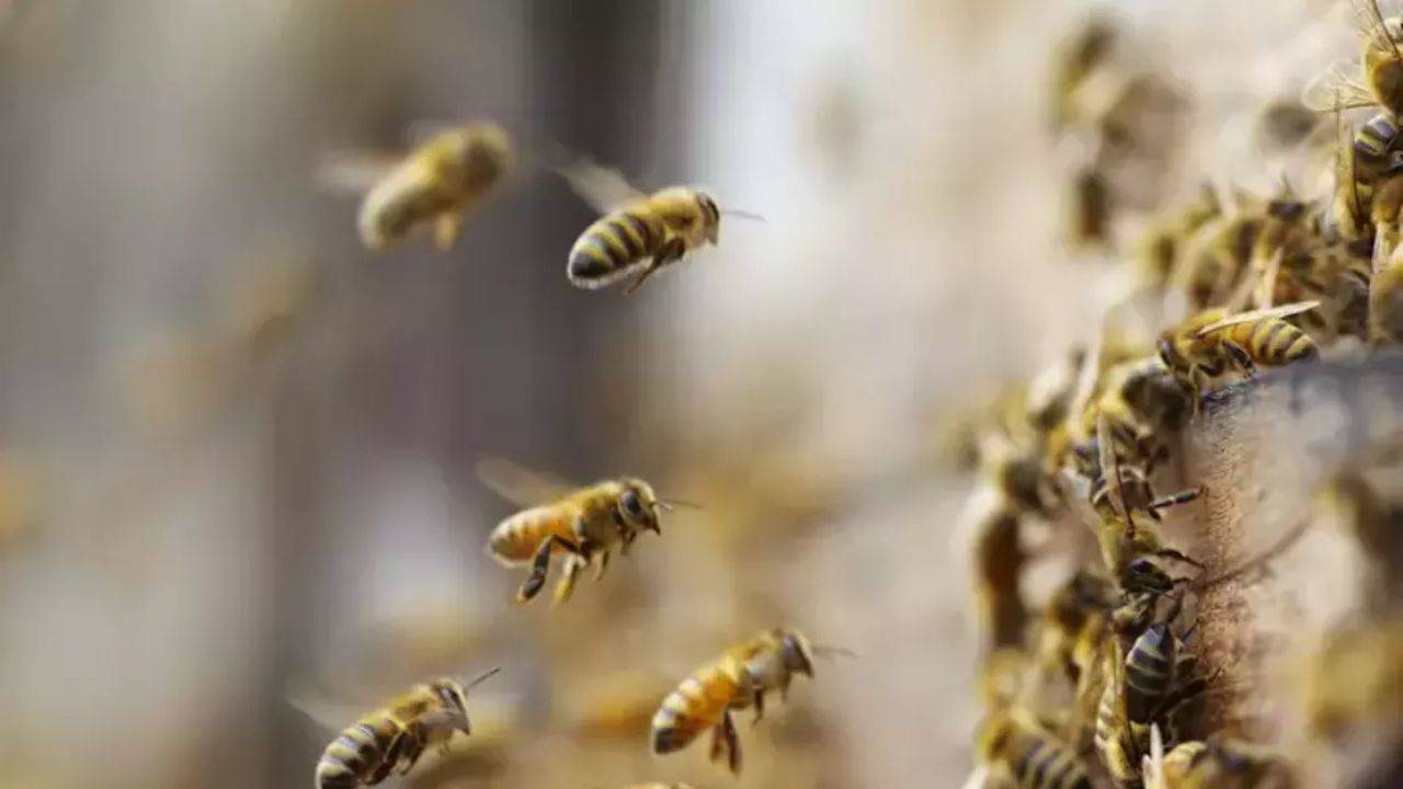 Kış soğuklarından korunmak için hayvanların şaşırtıcı yöntemleri