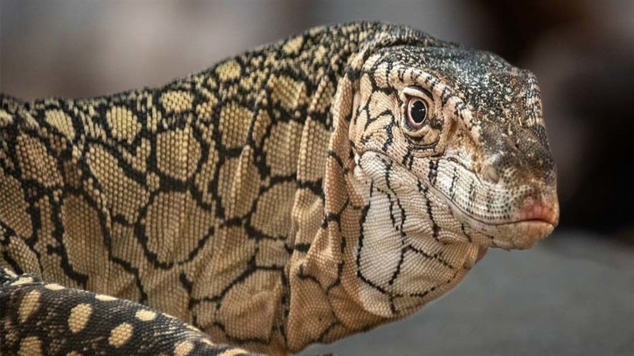 Dünyanın en büyük kertenkelesi yavruladı: Avını bütün yutuyor