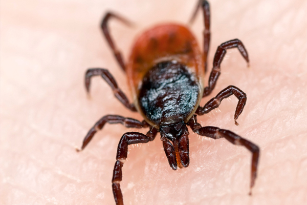 Uzmanlar kene uyarısında bulundu