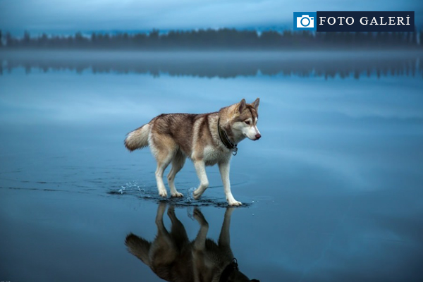 Efektsiz birbirinden muhteşem fotoğraflar